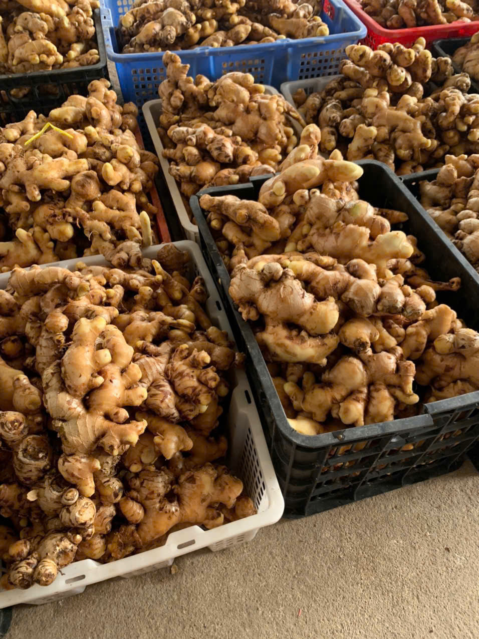 🌿 BACO VIETNAM: GINGER HARVEST SEASON HAS ARRIVED! 🌿